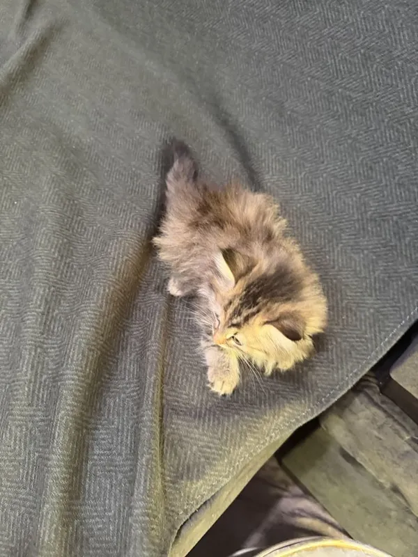 Котята Mushukcha sotiladi ko’rim yidi parodali — фото 6