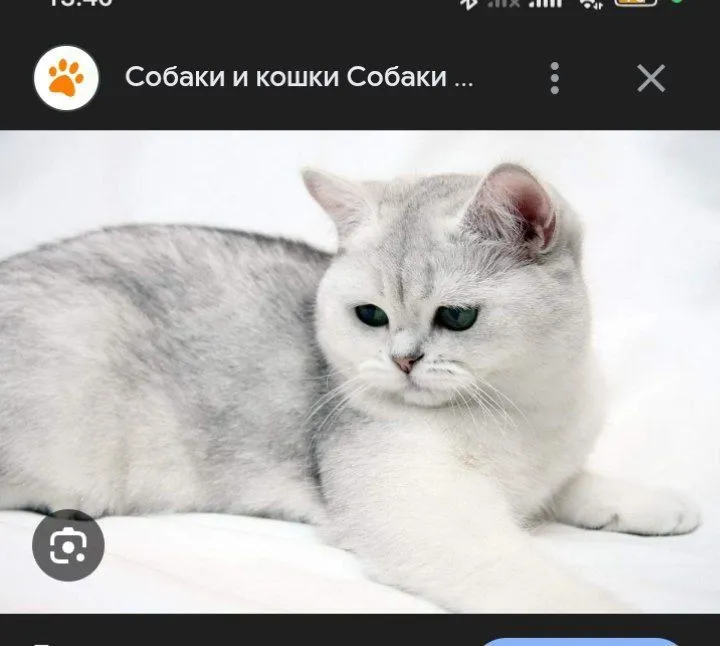 Продается невероятно милая, ласковая и смышленая девочка 2