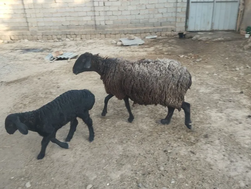 Ona bola qoy sotiladi boladi qochqorcha 3 bolasi — фото 1