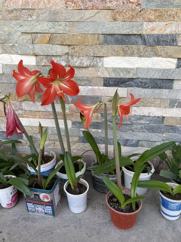 Амаралис гуллари. Цветы комнатные — фото 2