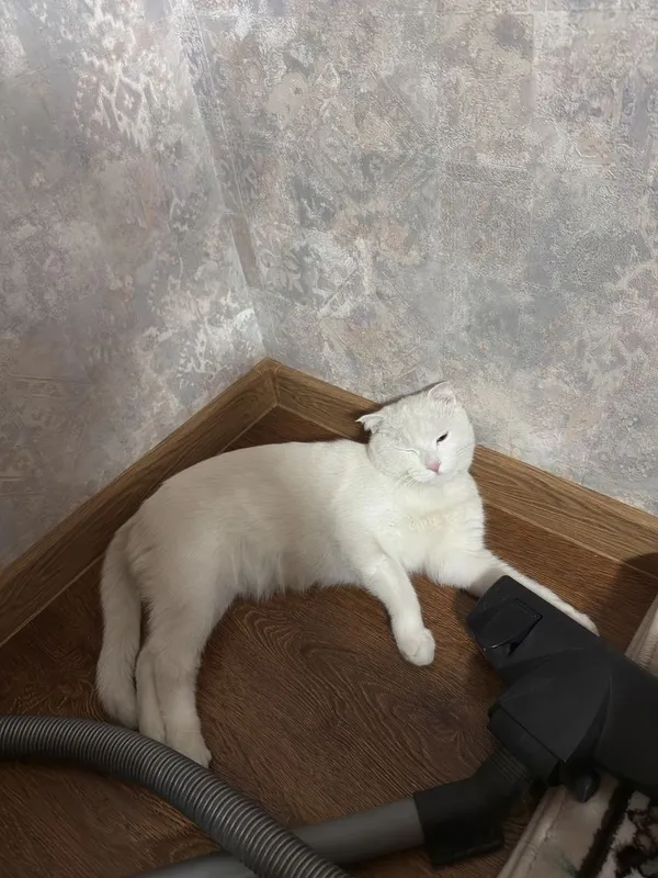 кот скотиш фолд 1.5 года — фото 2