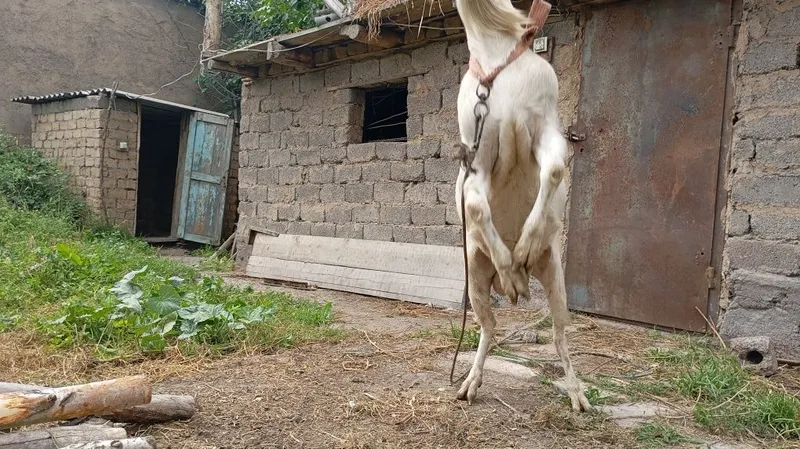 Zanen taka sotiladi 6 Zanen taka sotiladi 6