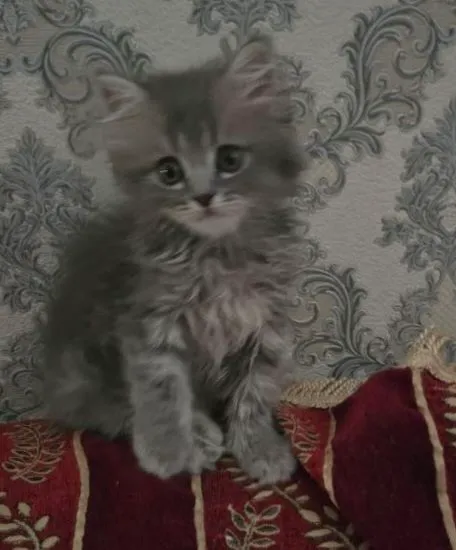 котята скоттиш фолд и скоттиш страйт 4 котята скоттиш фолд и скоттиш страйт 4