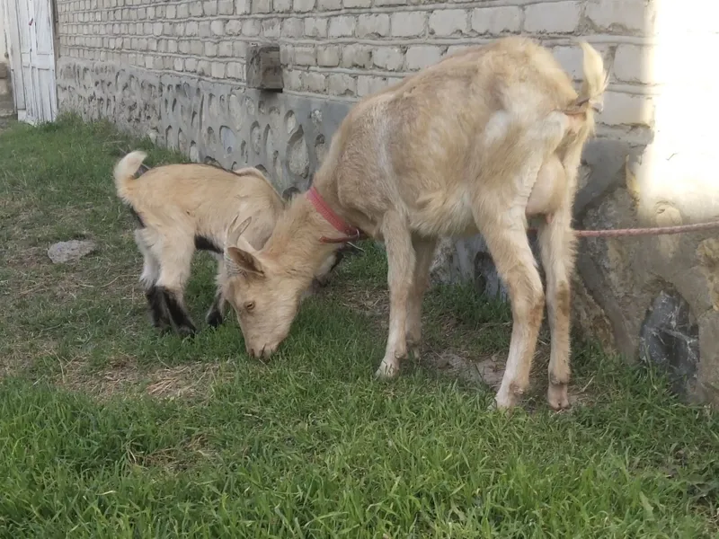 Алпазанен ечкимиз сотилади