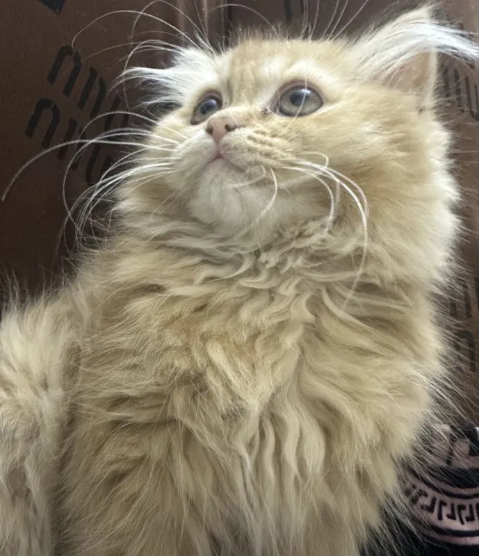 Britan Longhair mushukcha sotiladi