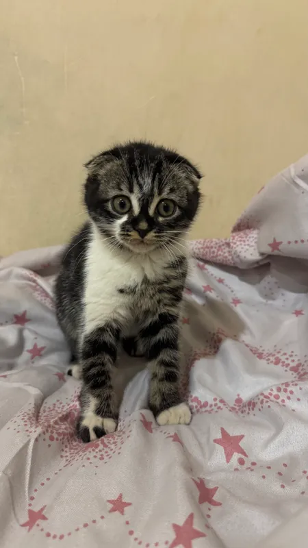 Скоттиш фолд 2 Скоттиш фолд 2