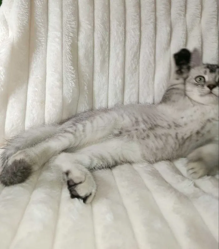 Продается котенок серебристая шиншилла, девочка.Срочно! 5 Продается котенок серебристая шиншилла, девочка.Срочно! 5