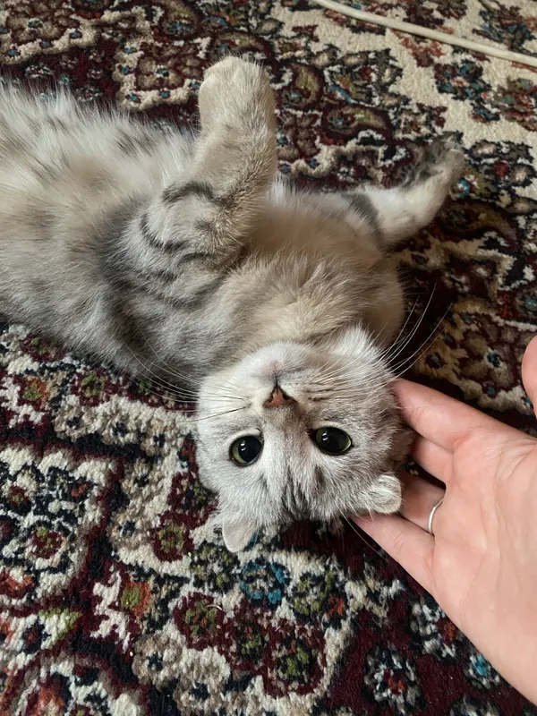 Кошка скотиш фолд шиншила 2 Кошка скотиш фолд шиншила 2