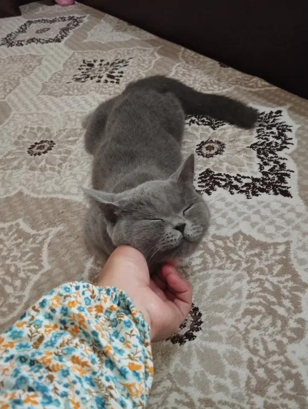 Продаётся British Shorthair 3