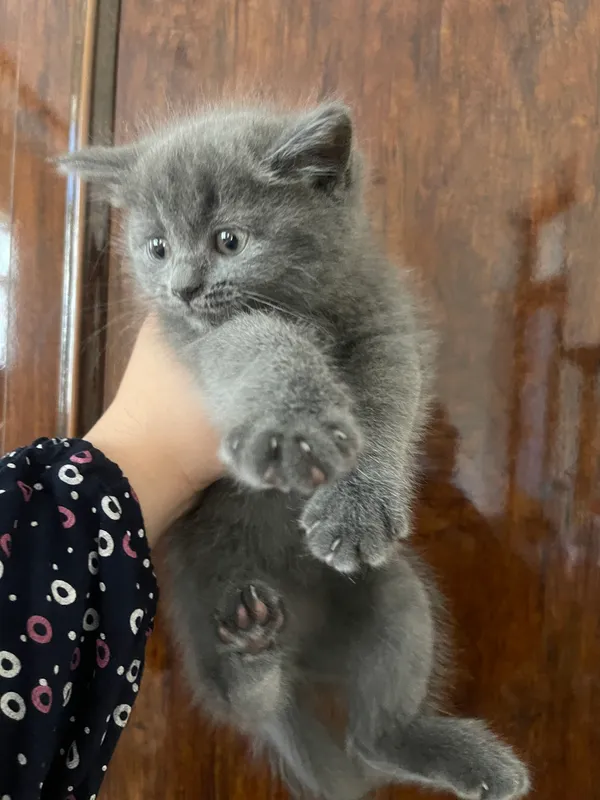 Британские и хайленд котята, 2 месяца 2 Британские и хайленд котята, 2 месяца 2