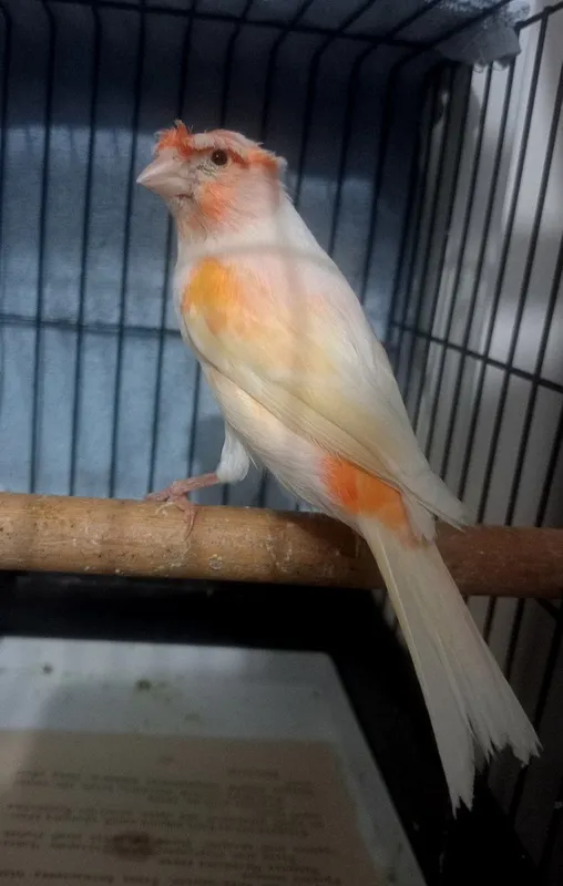 Akfa stanok payka dazmol qiladigan ruchnoy sotiladi — фото 3