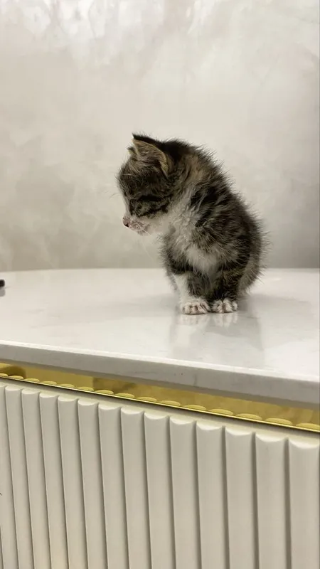 Отдам кошечку хорошим рукам. Ему примерно 4 недели. — фото 2