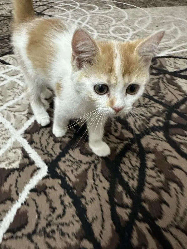 Mushuk bolasi 3 oylik 5