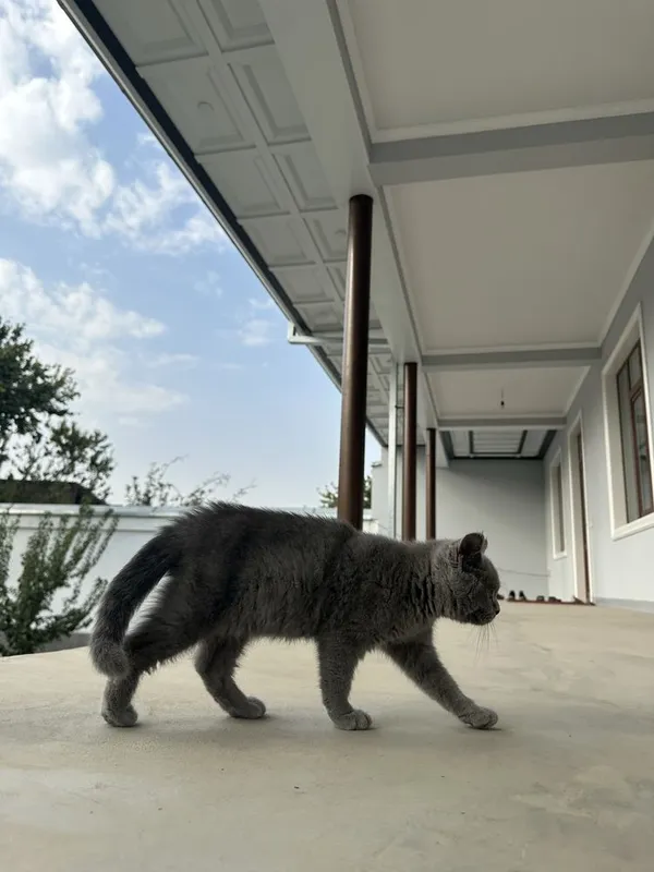 кошка : скоти страйт