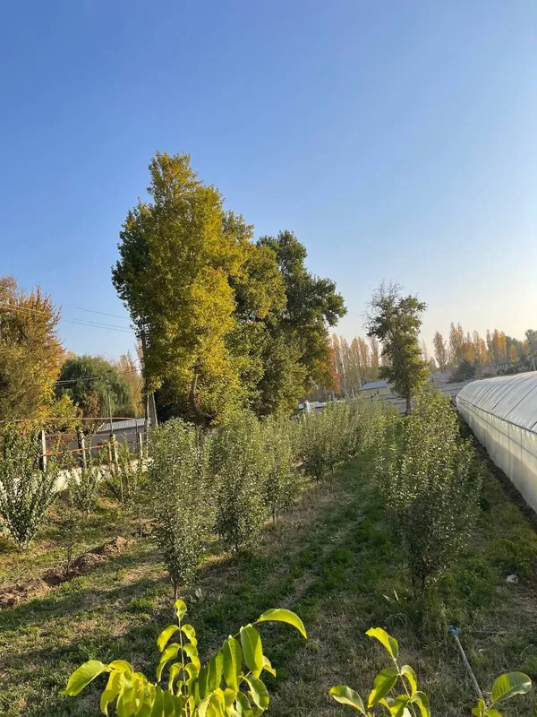 Teplitsa sotiladi hamma sharoit bor — фото 3