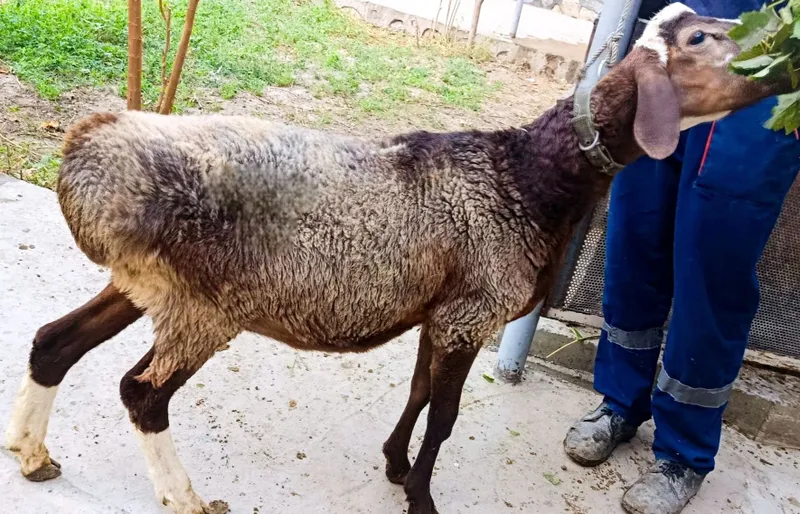 Srochna Arzon Haqiqiy Zoti Sifat Toza Qazoqi Qochqor sotiladi 1 Srochna Arzon Haqiqiy Zoti Sifat Toza Qazoqi Qochqor sotiladi 1