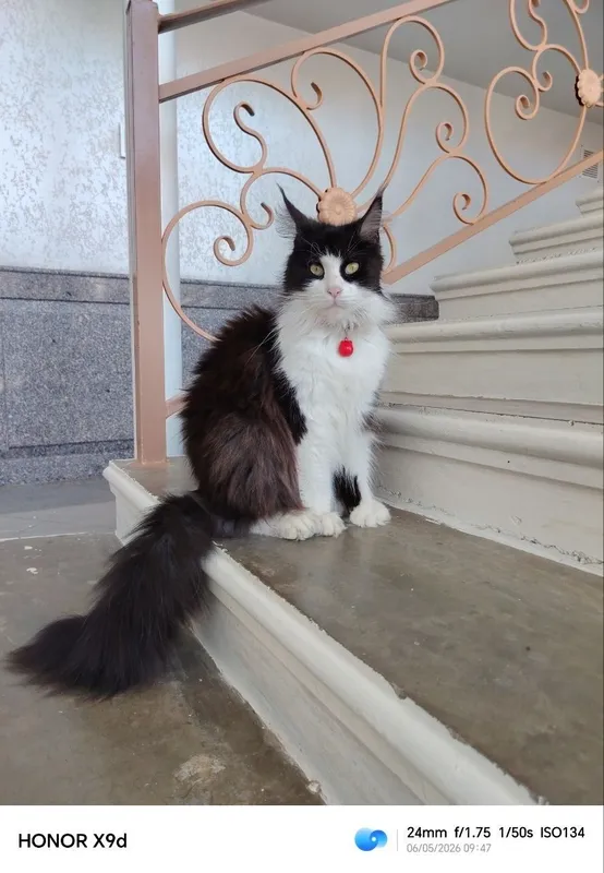 Maincoon qiz mushuk.zoti 100%toza.