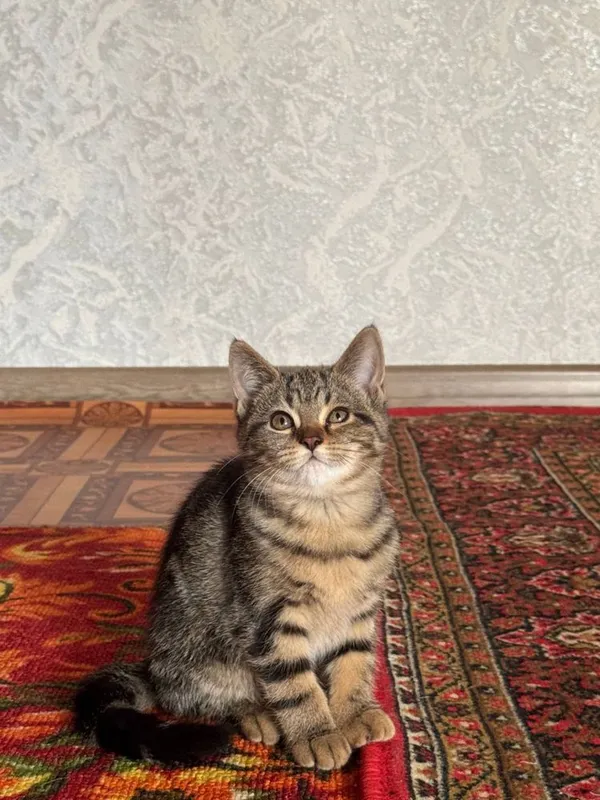 Скотиш страйт 2,5 месяца, девочка
