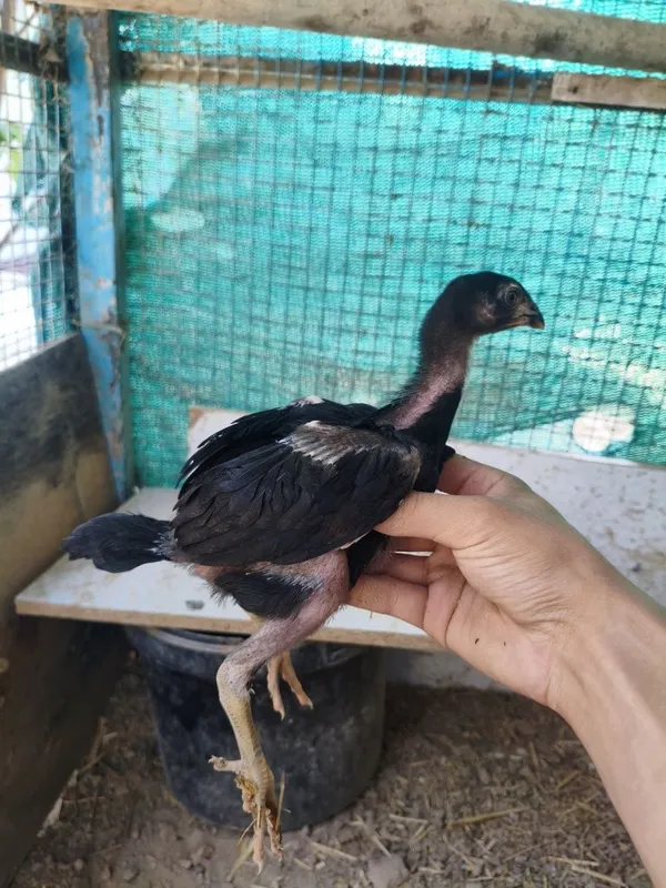 Dakan jojala sotiladi 5