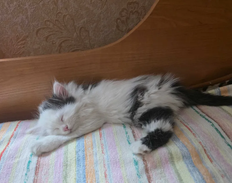 Котенок девочка 2.5 месяца. 4 Котенок девочка 2.5 месяца. 4