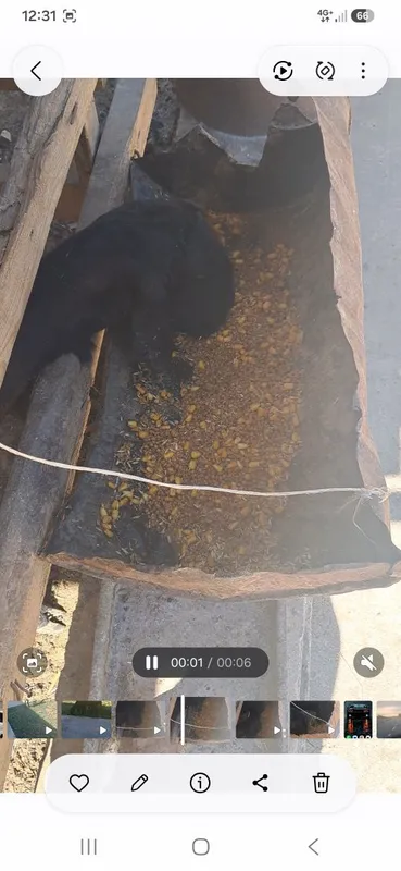 Urg'ochi qoy 1 tuqan 1