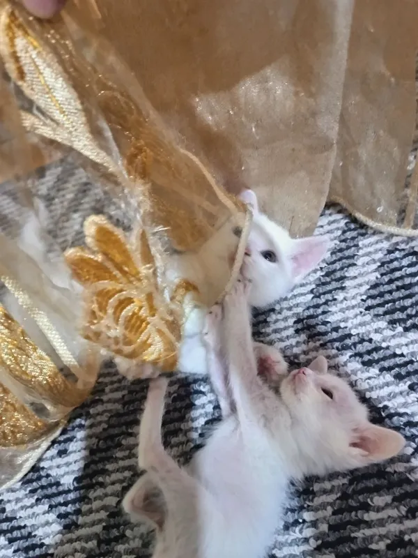 отдам котят бесплатно — фото 3