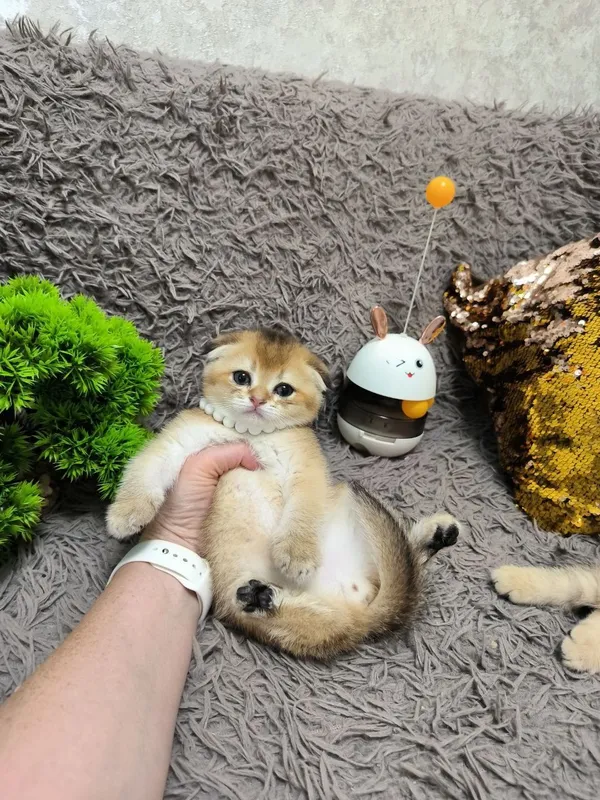 Прекрасные игривые котята — фото 6
