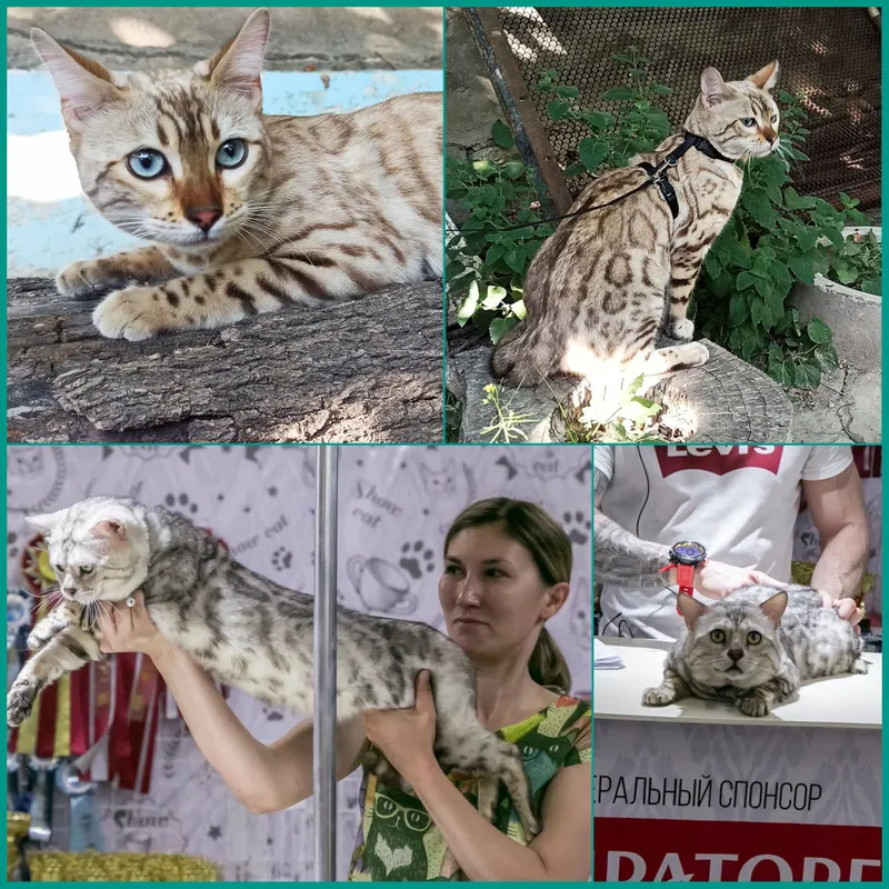 продаются бенгалы в связи с закрытием питомника — фото 2