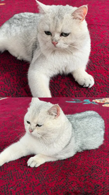 mushuk