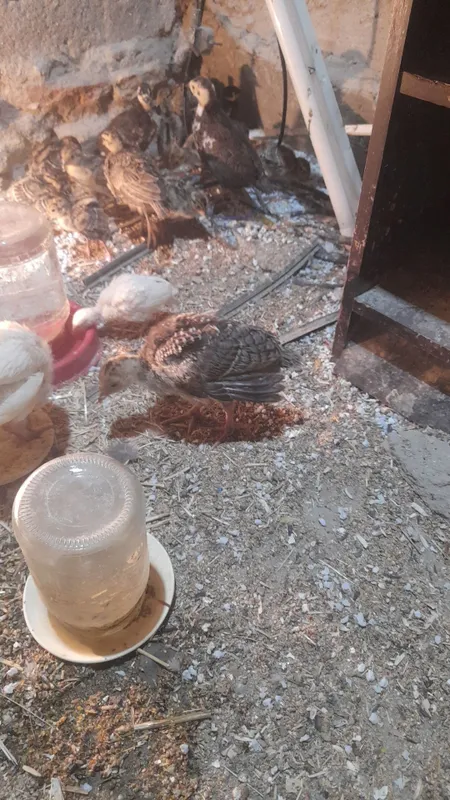 Kurka jo‘jalari sotiladi