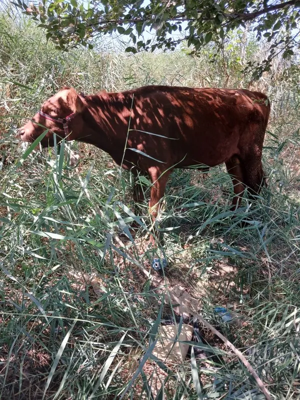 Buqacha sotiladi soglom 10 oylik 3 Buqacha sotiladi soglom 10 oylik 3