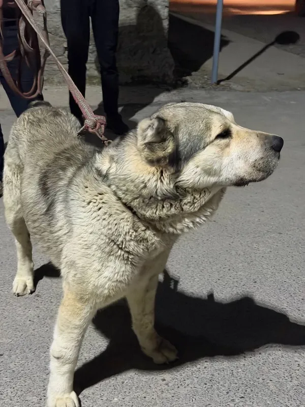 Кучук сотилади тоза калган. 2 Кучук сотилади тоза калган. 2