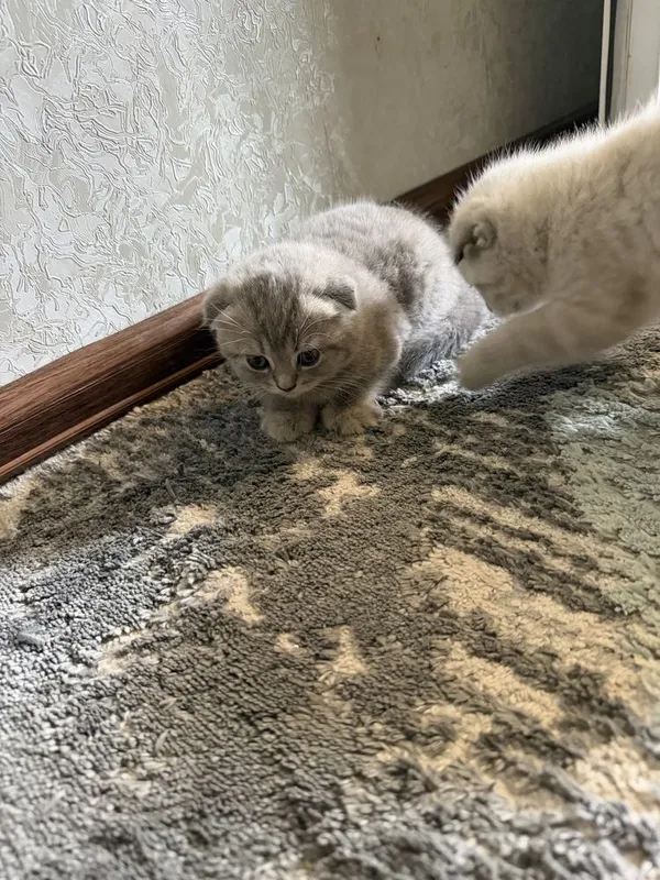 Маленький котят три штуки — фото 1