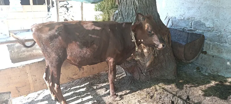 Buqacha sotiladi yeb ichishi yaxshi 1 Buqacha sotiladi yeb ichishi yaxshi 1