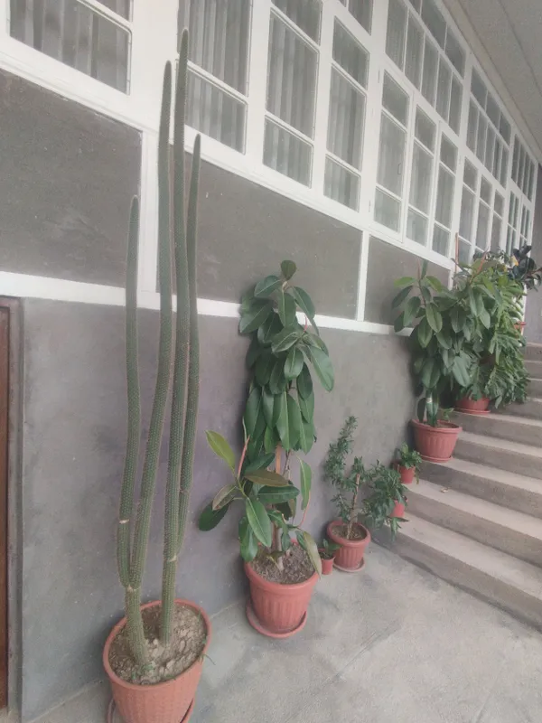 Nomi - Peruvian Apple Cactus (Cereus repandus).
