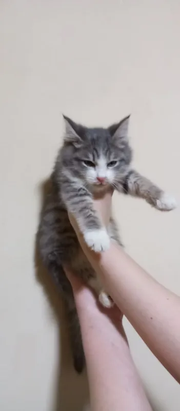 котята 3 котята 3