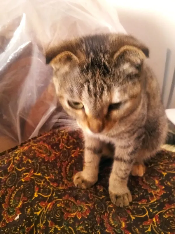 Котята даром 8 Котята даром 8