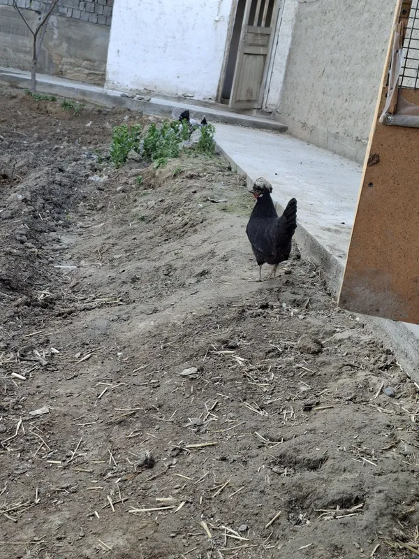 Gollandak tovuqlar sotuvda narxini kilishtirib biramiz — фото 5