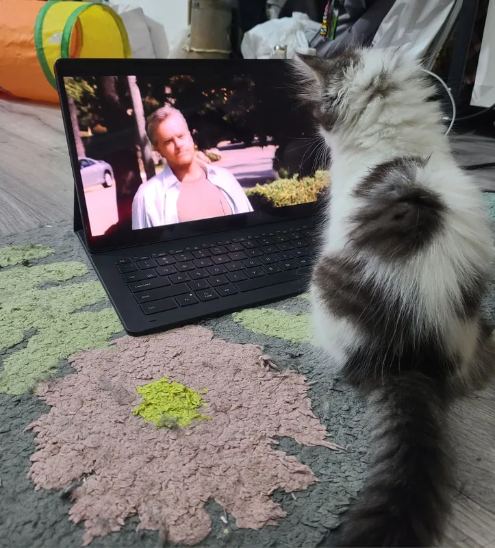 Котенок, мальчик 2,5 месяца ищет дом, домашний 2