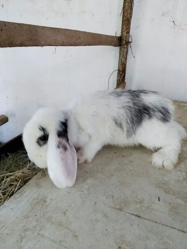 Zotdor Fransuz Baran quyonlari sotiladi — фото 7