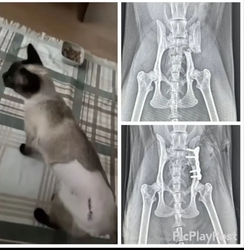Veterinariya xizmati – It va mushuklar uchun tezkor yordam! 4