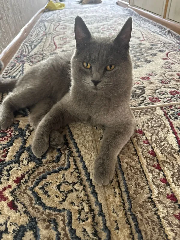 Породистий кошки.