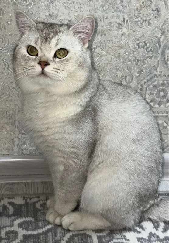 Серебристая Шиншилла вязке
