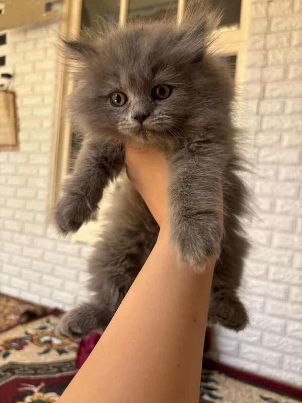 продаются котята 5