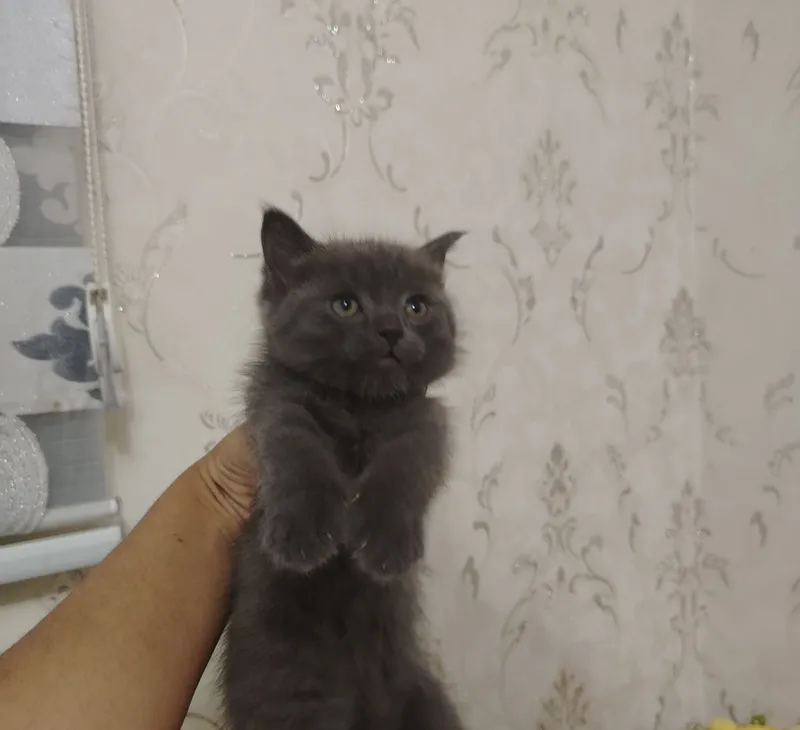 Кошки продаются недорого 3