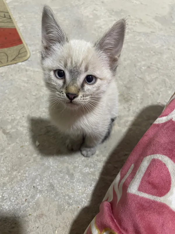 Котята 2 месяц, бесплатно отдам в харошие руки 1 Котята 2 месяц, бесплатно отдам в харошие руки 1