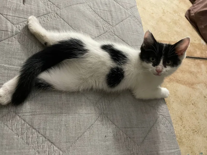 Котята,2 мес., к лотку приучены! Мальчик и девочка — фото 1