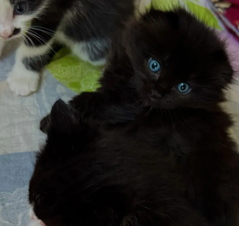 Котята на продажу — фото 1
