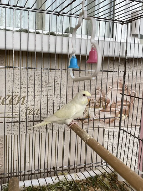 Optom narxda volnistiy papugaylar — фото 1
