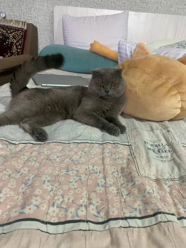 Котята скоттиш фолд/страйт 4 Котята скоттиш фолд/страйт 4